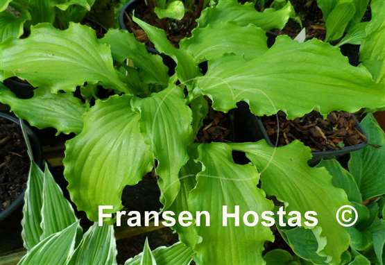 Hosta Unruly Child